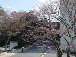 2008名古屋の桜-1.JPG