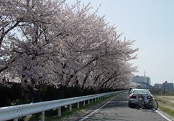 2008名古屋の桜-11.JPG