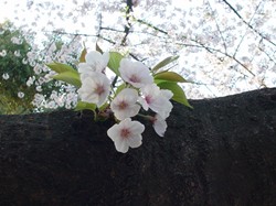 2008名古屋の桜-12.JPG