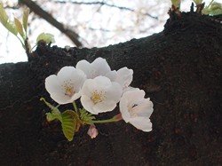 2008名古屋の桜-13.JPG