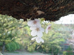 2008名古屋の桜-14.JPG