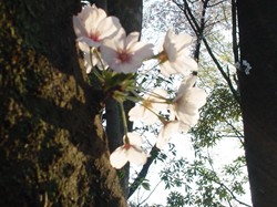 2008名古屋の桜-18.JPG