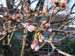 2008名古屋の桜-2.JPG