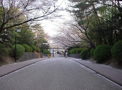 2008名古屋の桜-20.JPG