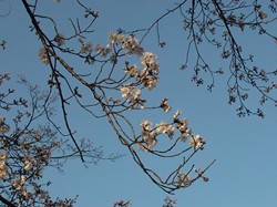 2008名古屋の桜-3.JPG