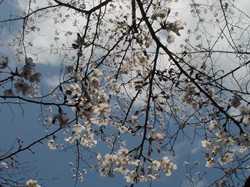 2008名古屋の桜-5.JPG