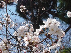 2008名古屋の桜-7.JPG