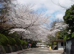 2008名古屋の桜-8.JPG