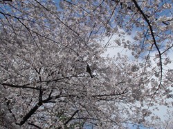 2008名古屋の桜-9.JPG